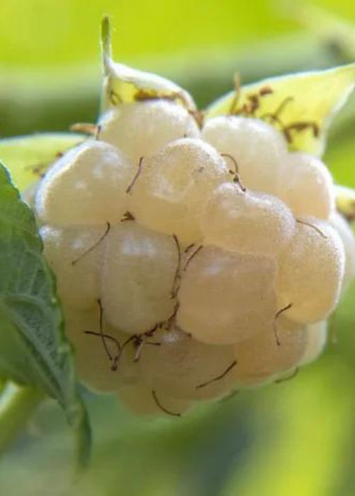 Blackberry 'Snowbank White' (Rubus)