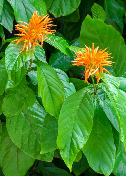 Muicle, Mexican Honeysuckle (Justicia spicigera)