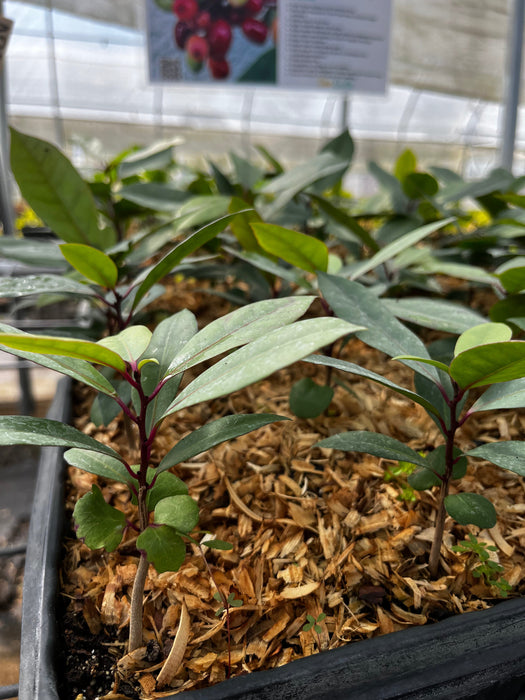 Hojas de Salat (Neea psychotrioides)