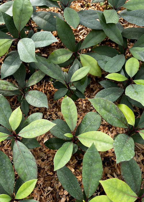 Hojas de Salat (Neea psychotrioides)