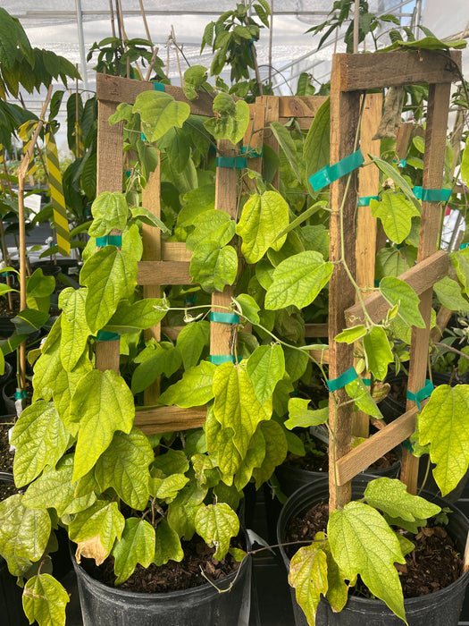 Passiflora Holoserica