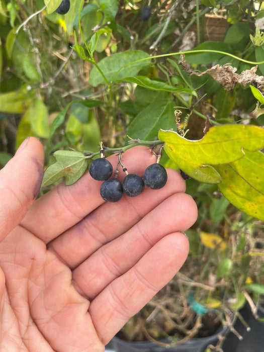 Passiflora Suberosa (Corky Stem Passion Fruit)