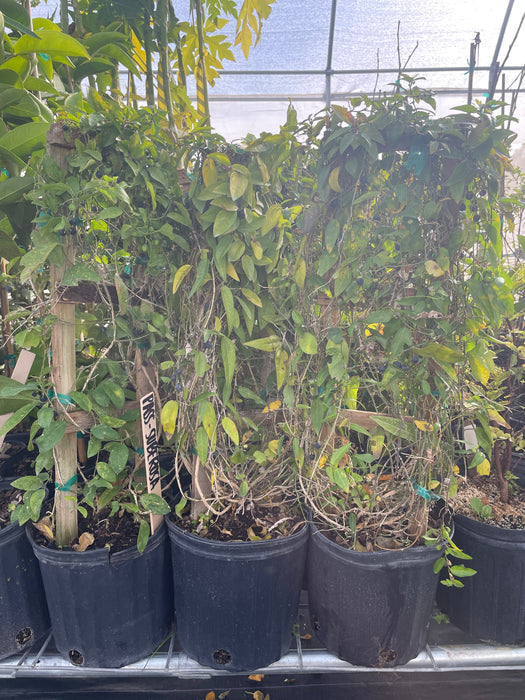 Passiflora Suberosa (Corky Stem Passion Fruit)