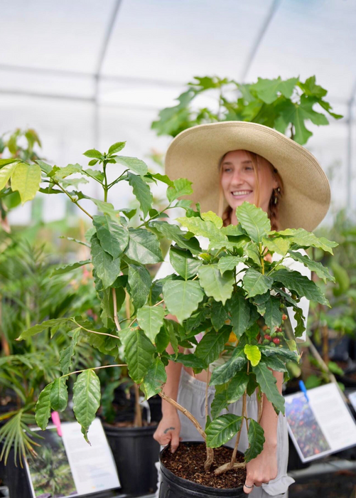 Coffee (Coffea arabica)