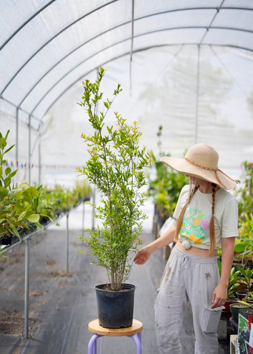 Pomegranate 'Parfianka' (Punica granatum)
