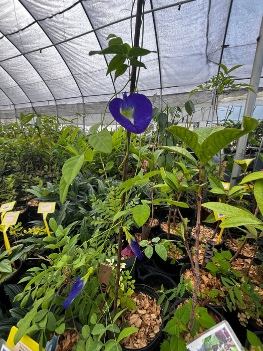 Butterfly Pea (Clitoria ternatea)