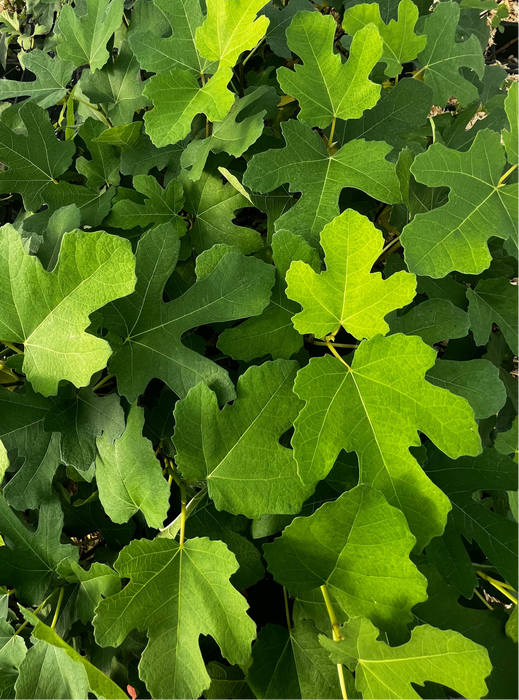 Fig 'LSU Gold' (Ficus carica)