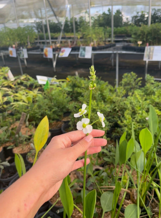 Duck Potato (Sagittaria latifolia)