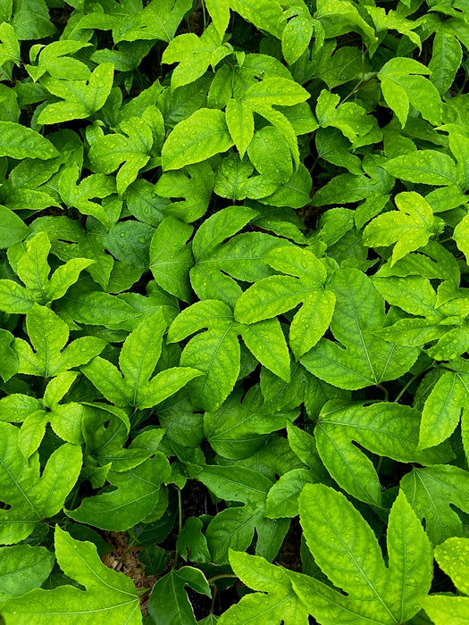 Passiflora 'Bounty' (Passiflora edulis)