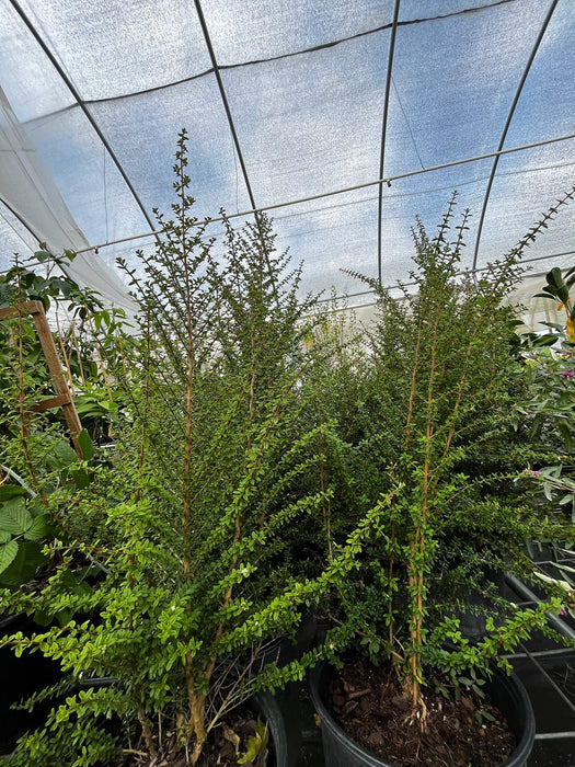 Moujean Tea, Bahama Berry (Nashia inaguensis)