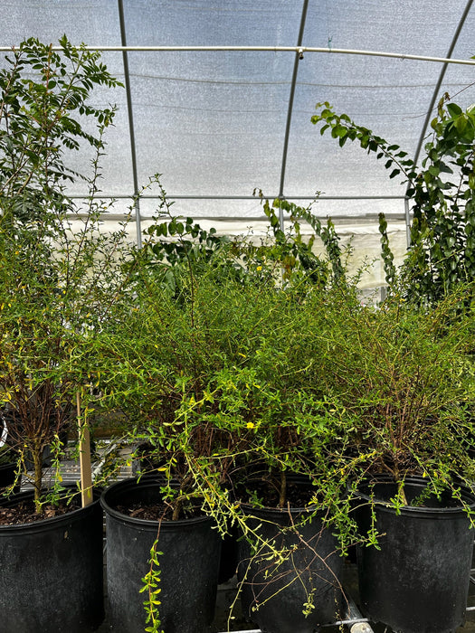 Damiana (Turnera diffusa)