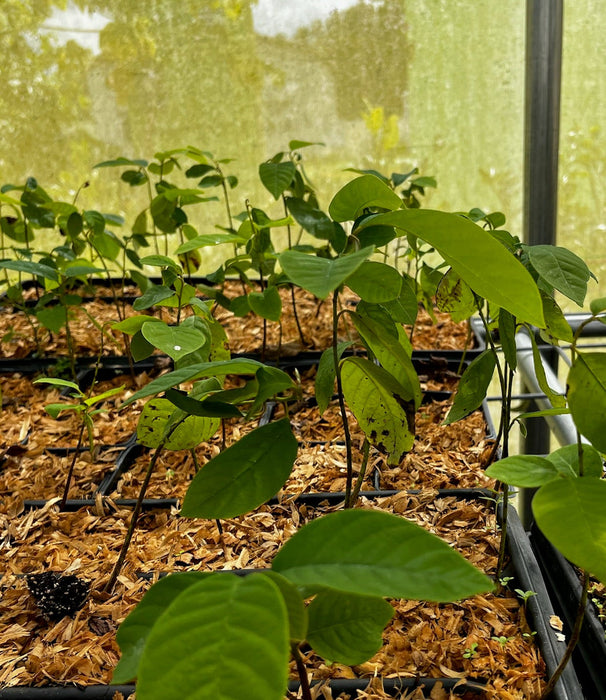 Cherimoya (Annona cherimola)