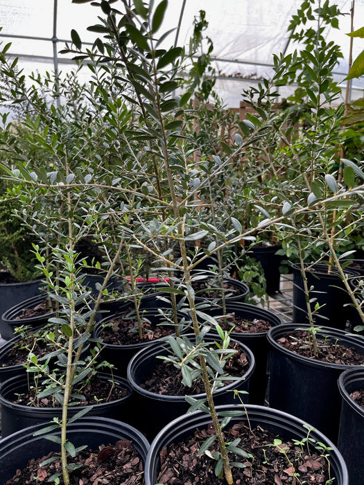 Olive 'Arbequina' (Olea europea)