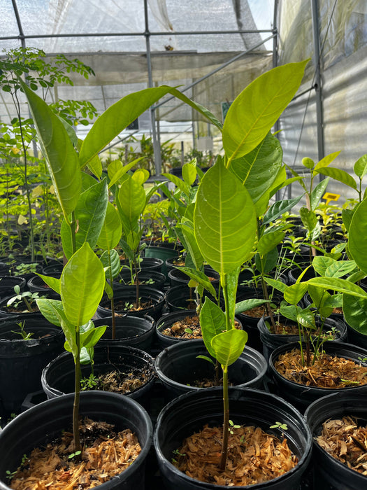 Jackfruit Seedling (Artocarpus heterophyllus)