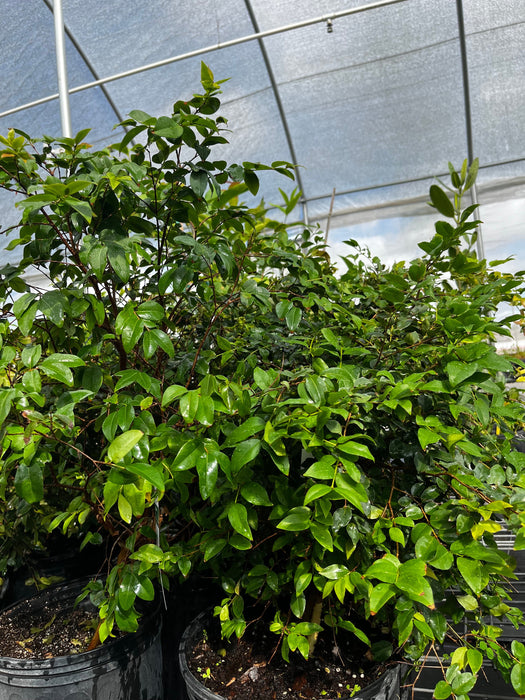 Jabuticaba (Plinia cauliflora)