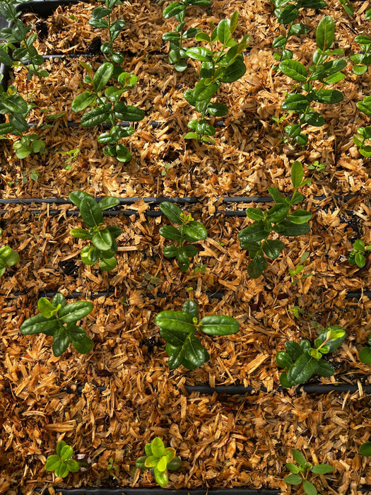 Karanda, Bengal Currant (Carissa carandas)