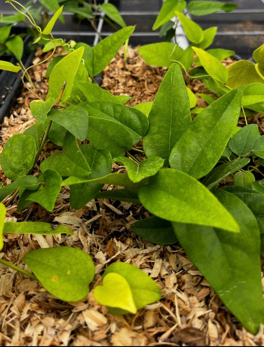 Yanang, Grass Jelly Vine (Tiliacora triandra)