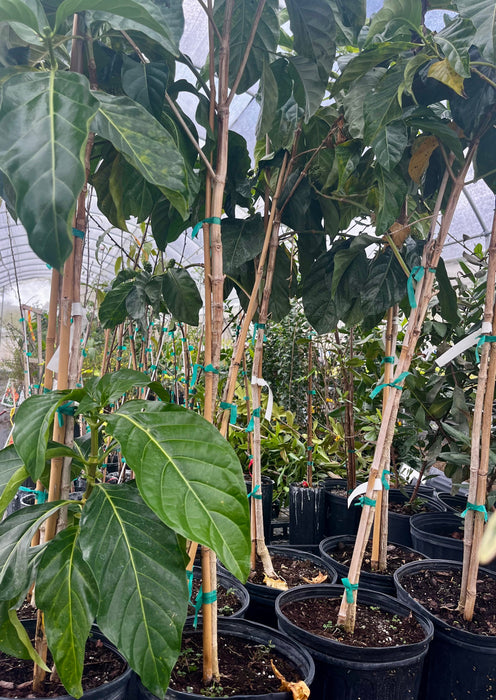 Noni (Morinda citrifolia)