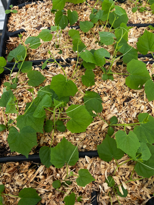 Mouse Melon (Melothria scabra)