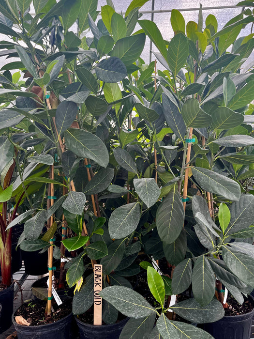 Jackfruit 'Black Gold' (Artocarpus heterophyllus)
