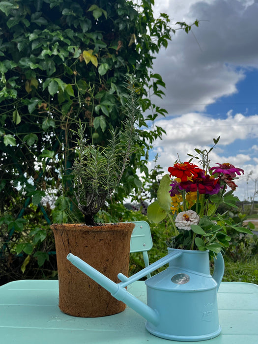 Rosemary (Rosmarinus officinalis)