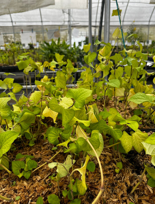 Long Pepper (Piper longum)