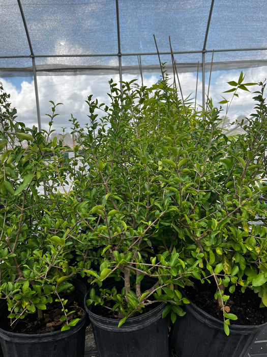 Barbados Cherry (Malpighia emarginata)