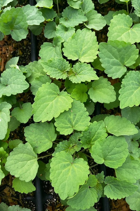 Korean Mint (Agastache rugosa)