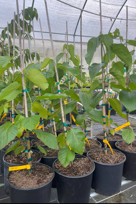 Mulberry 'Skinner' (Morus macroura var. Skinner)