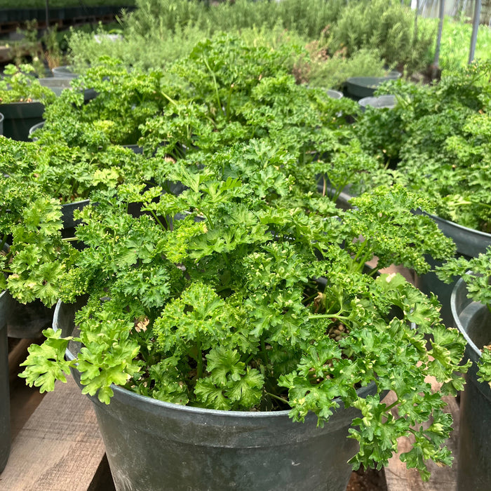 Curly Parsley | Suzuki Farm | 0.05 lb