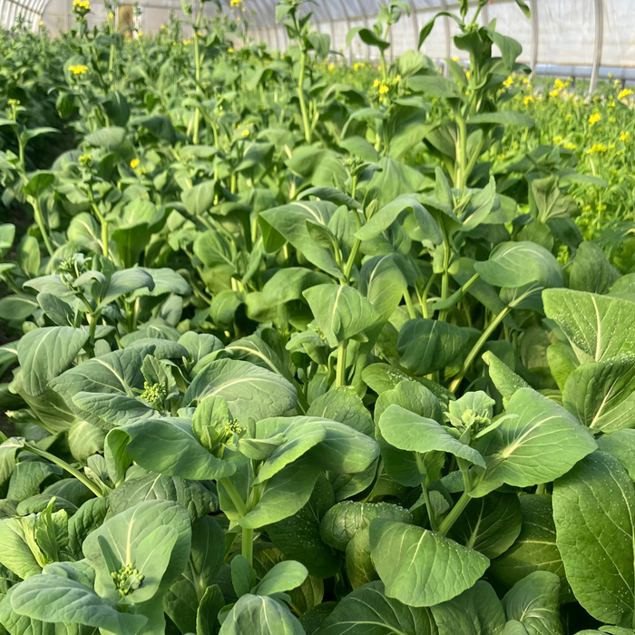 KOMATSUNA Leaves | Suzuki Farm | 1 bunch