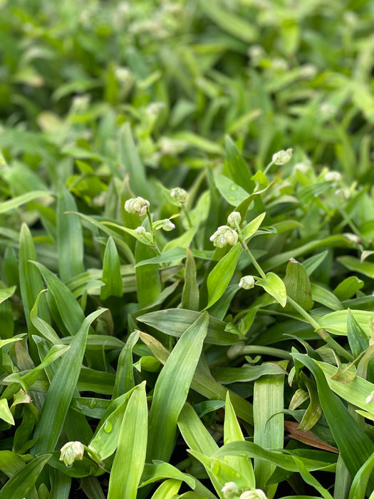 Beijing Grass (Murdannia loriformis)
