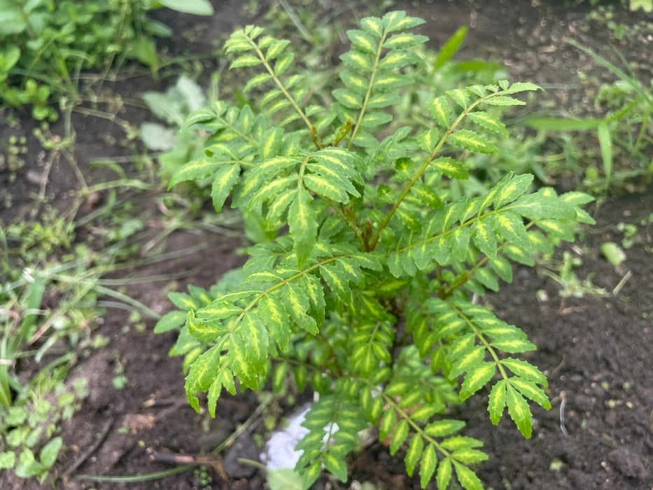 KINOME, baby SANSHO leaves | Suzuki Farm | 1 pack (15 leaf branch)