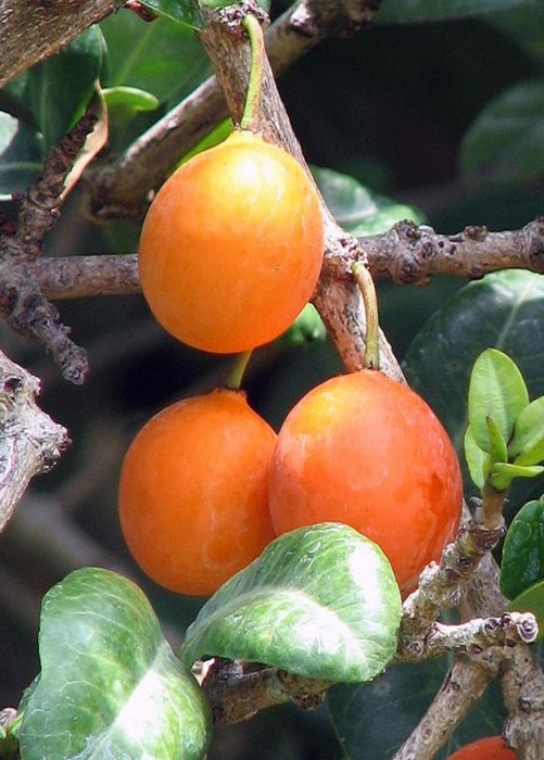 Imbe (Garcinia livingstonei)