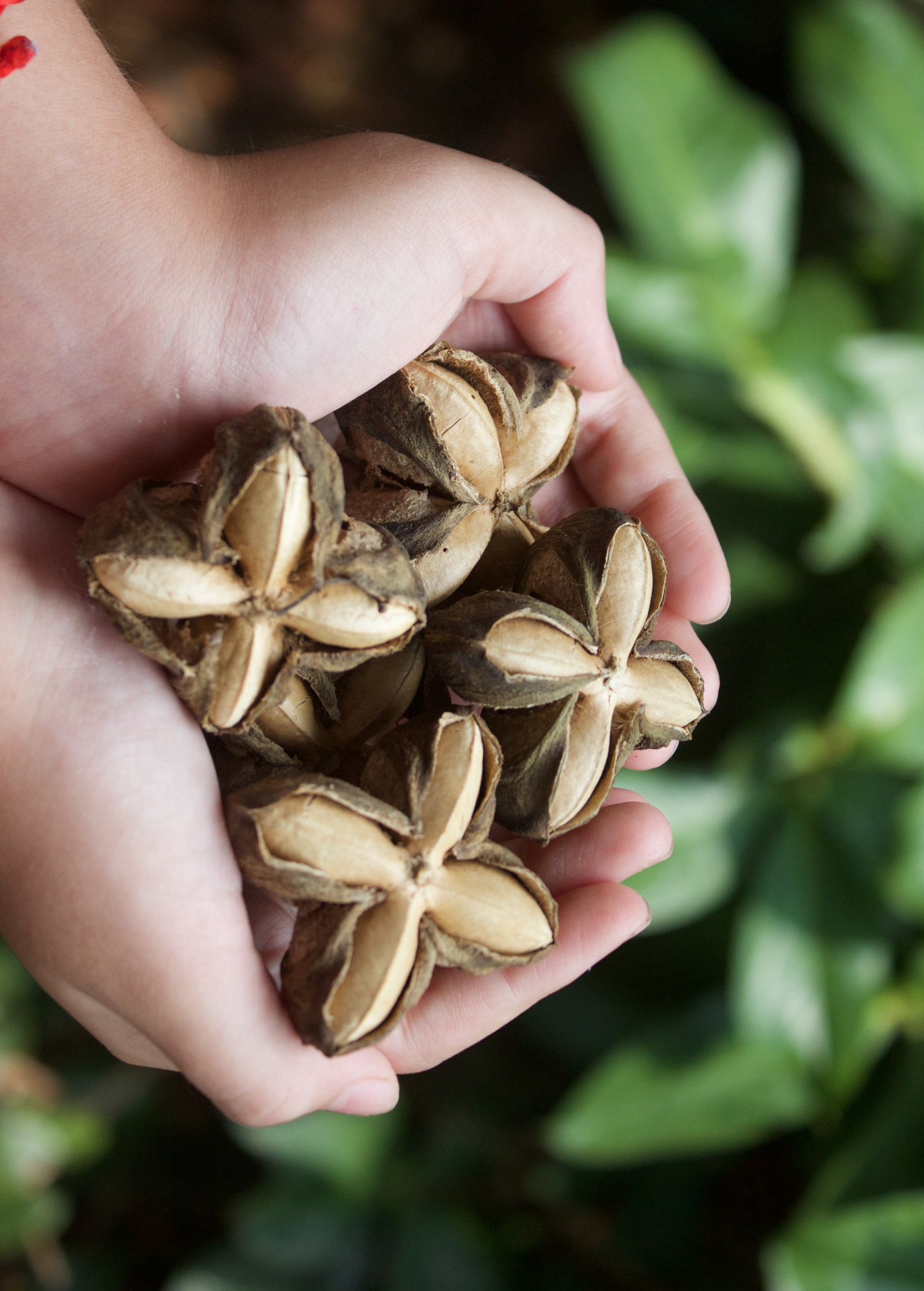 Inca peanut (Plukenetia volubilis) — Specialty Food Source