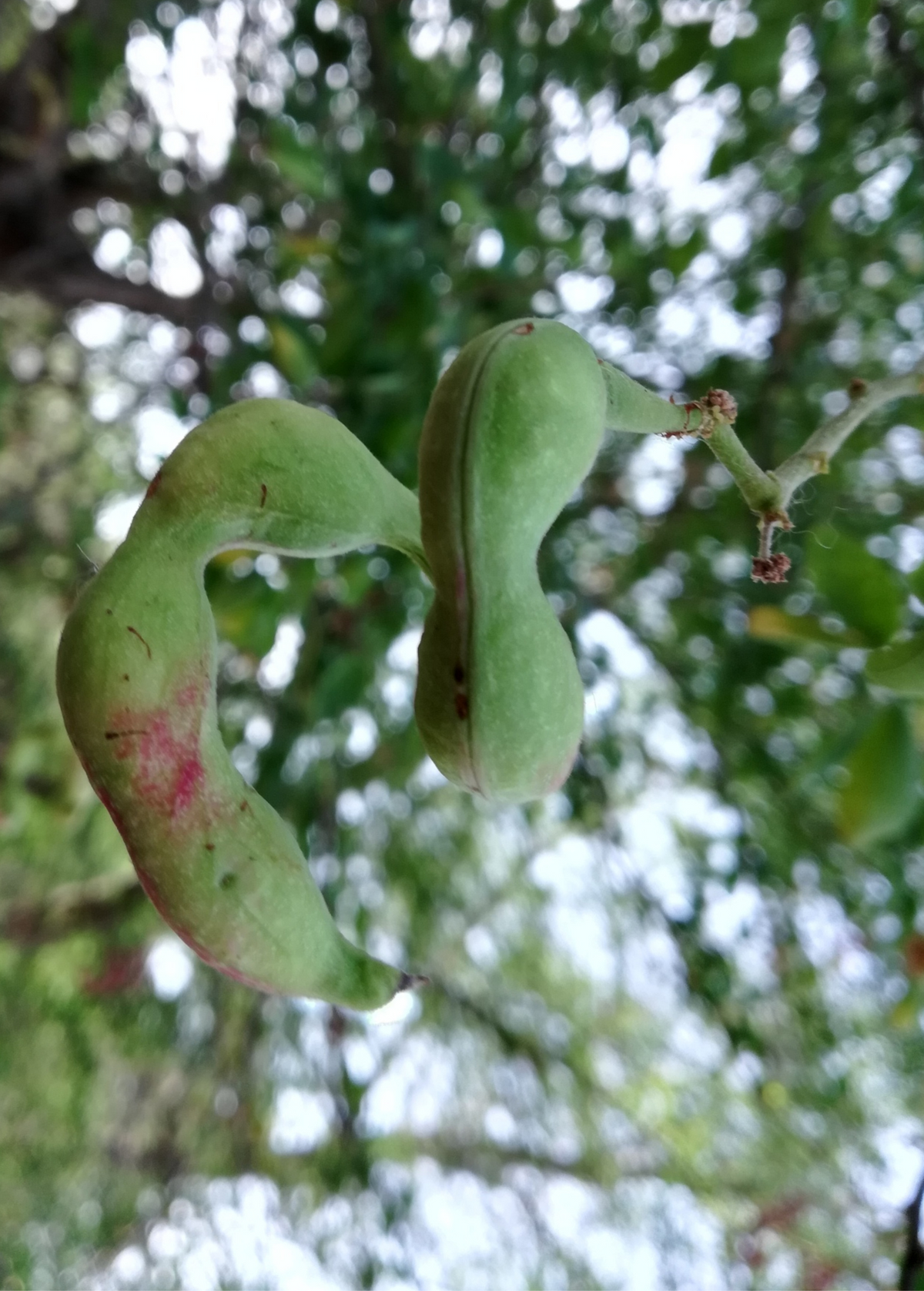 Inga Acu (Inga cinnamomea) — Specialty Food Source