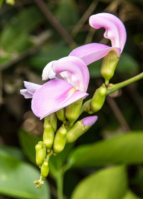 Jackbean (Canavalia ensiformis)