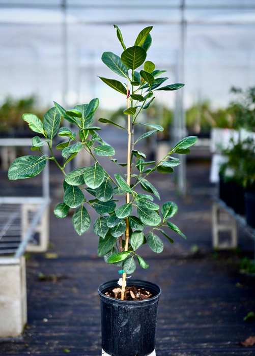 Jackfruit 'Golden Nugget' (Artocarpus heterophyllus)
