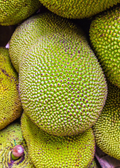 Jackfruit ‘Orange Crush’ (Artocarpus heterophyllus)