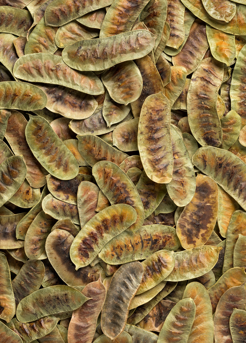 Jamaican Dandelion (Senna occidentalis)