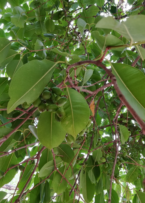 Jamun (Syzygium cumini)