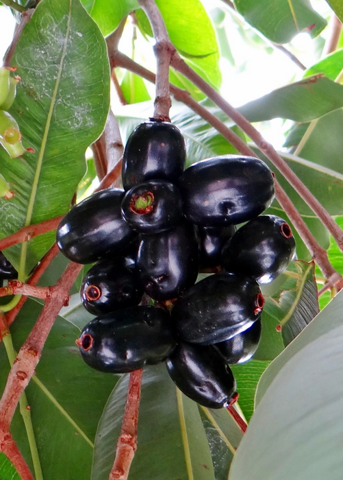 Jamun (Syzygium cumini)