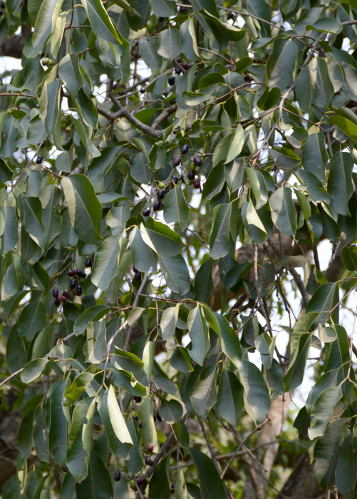 Jamun (Syzygium cumini)