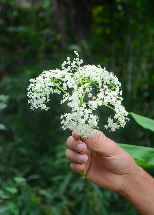 Elderberry, Florida Native (Sambucus canadensis)