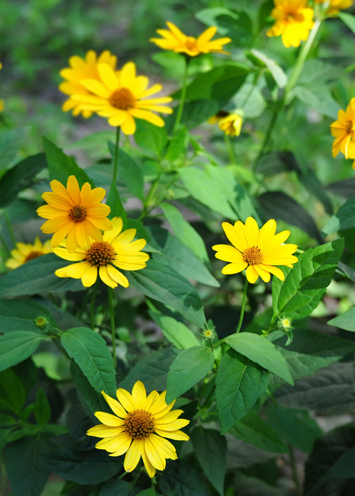 Jerusalem Artichoke (Helianthus tubersosus)