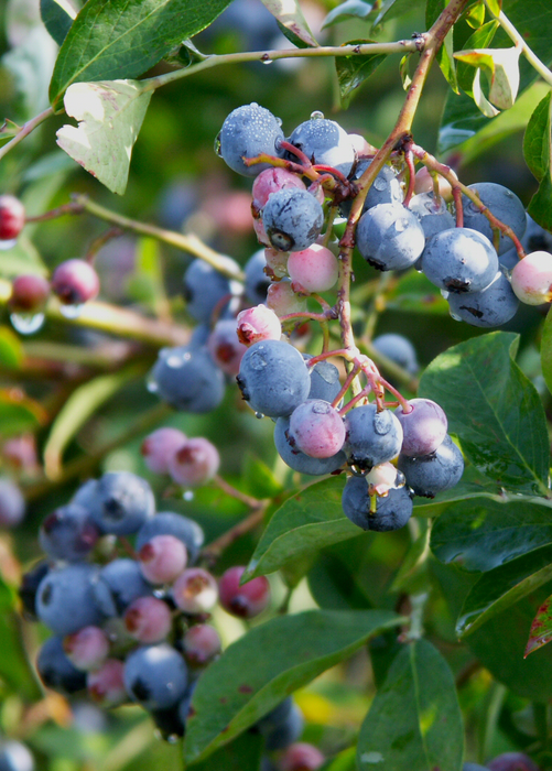 Blueberry 'Jewel' (Vaccinium corymbosum)