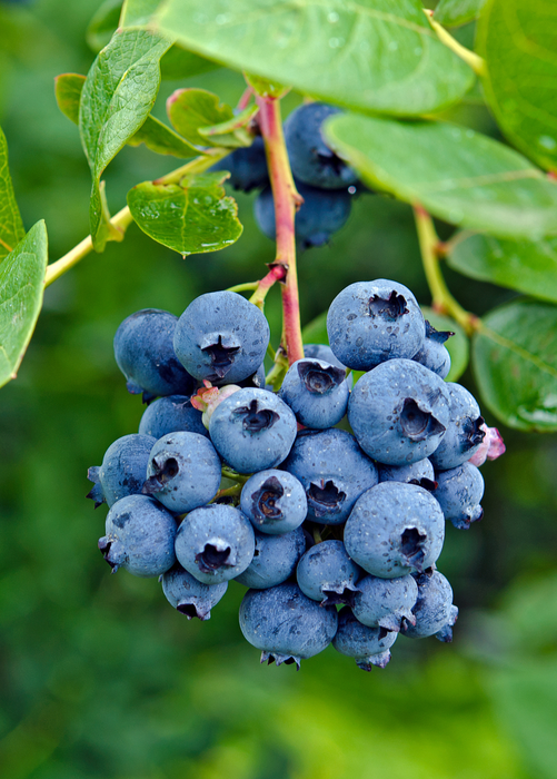 Blueberry 'Jewel' (Vaccinium corymbosum)