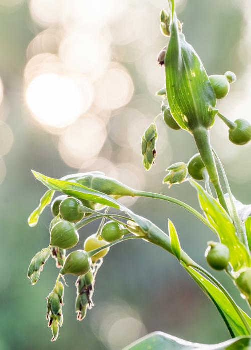 Job's Tears (Coix lacryma-jobi)