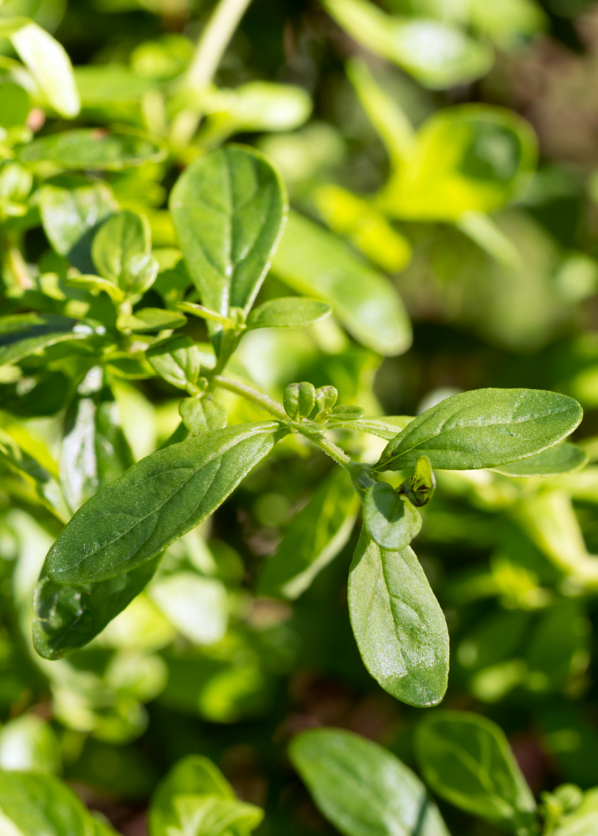 Jamaican Mint Tree, Kama Sutra Mint (Satureja viminea) — Specialty Food ...