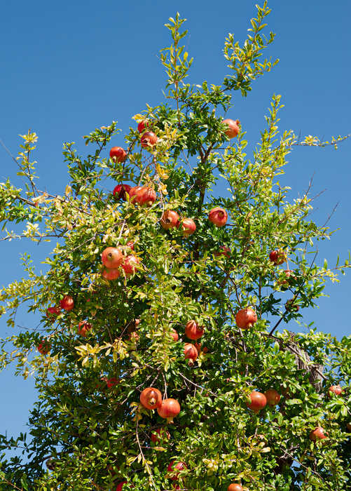 Pomegranate 'Kara Bala Miursal' Punica granatum)